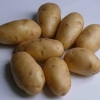 Potato nevsky